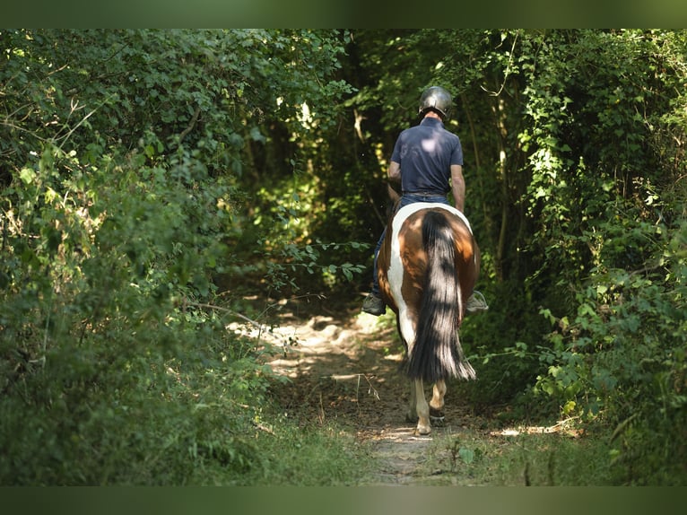Pinto Horse Giumenta 4 Anni 155 cm Pezzato in Bréhal