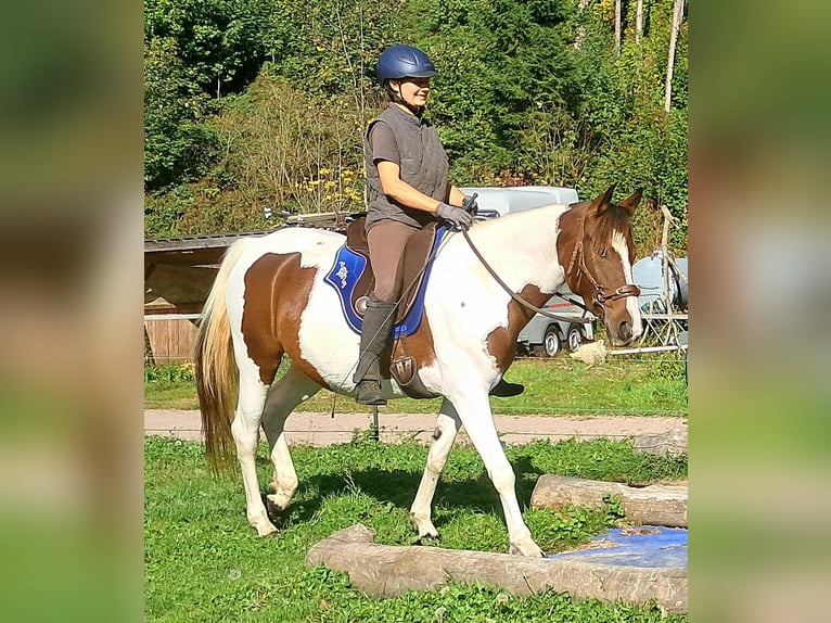 Pinto Horse Giumenta 4 Anni 157 cm Pezzato in Bayerbach