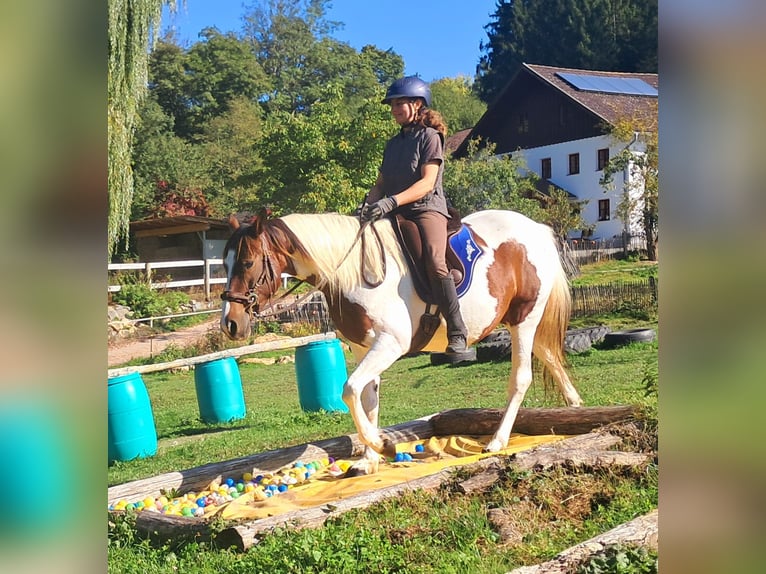 Pinto Horse Giumenta 4 Anni 157 cm Pezzato in Bayerbach