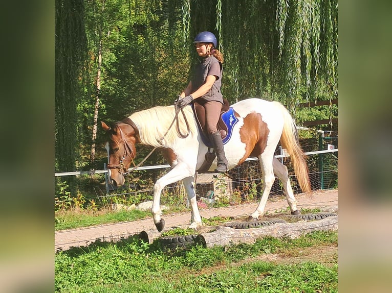 Pinto Horse Giumenta 4 Anni 157 cm Pezzato in Bayerbach