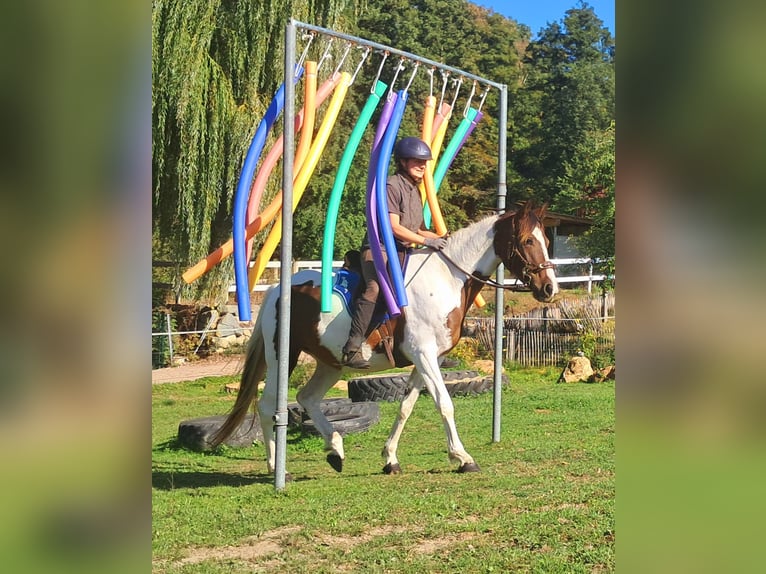 Pinto Horse Giumenta 4 Anni 157 cm Pezzato in Bayerbach