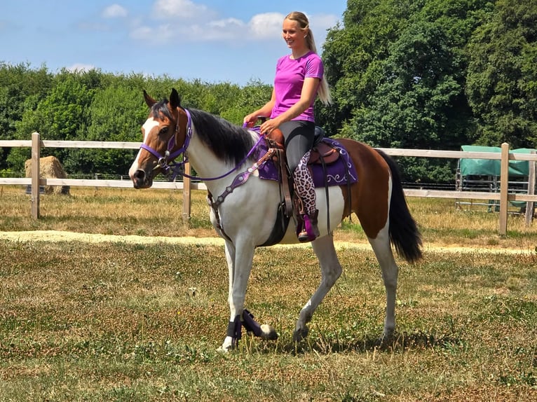 Pinto Horse Giumenta 4 Anni 157 cm Pezzato in Linkenbach