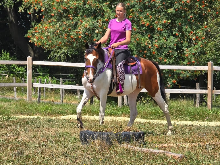 Pinto Horse Giumenta 4 Anni 157 cm Pezzato in Linkenbach