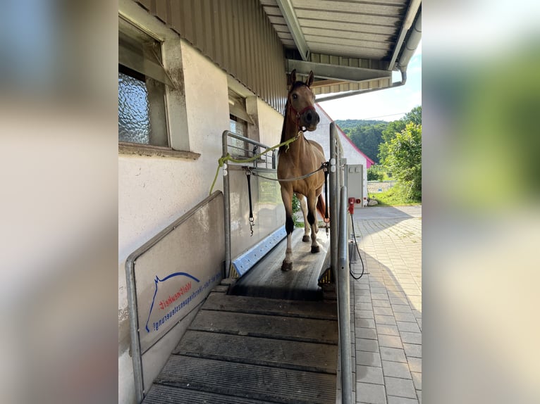 Pinto Horse Giumenta 4 Anni 158 cm in Velburg