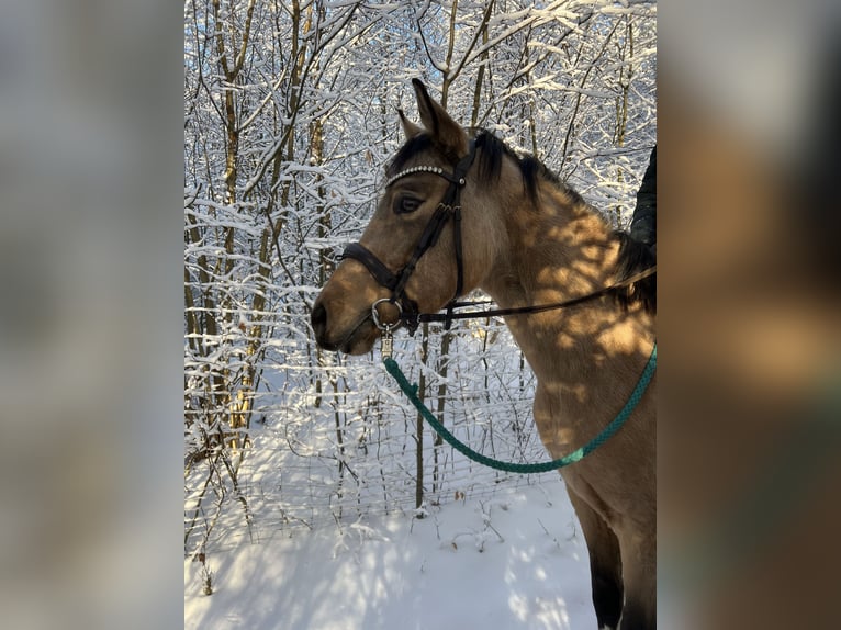 Pinto Horse Giumenta 4 Anni 158 cm  in Velburg