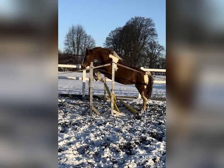 Pinto Horse Giumenta 4 Anni 160 cm Tobiano-tutti i colori in R&#xFC;dershausen