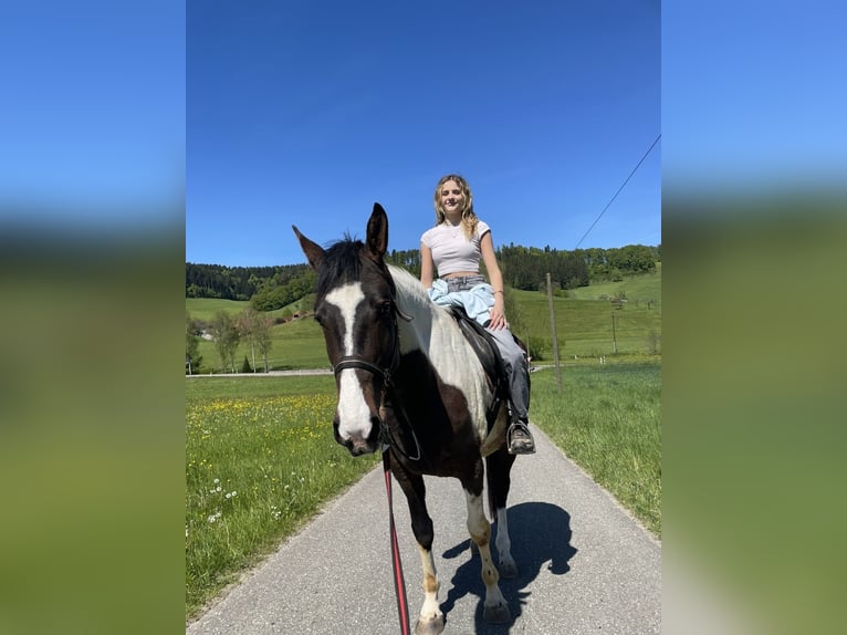Pinto Horse Giumenta 4 Anni 167 cm Pezzato in Haslach