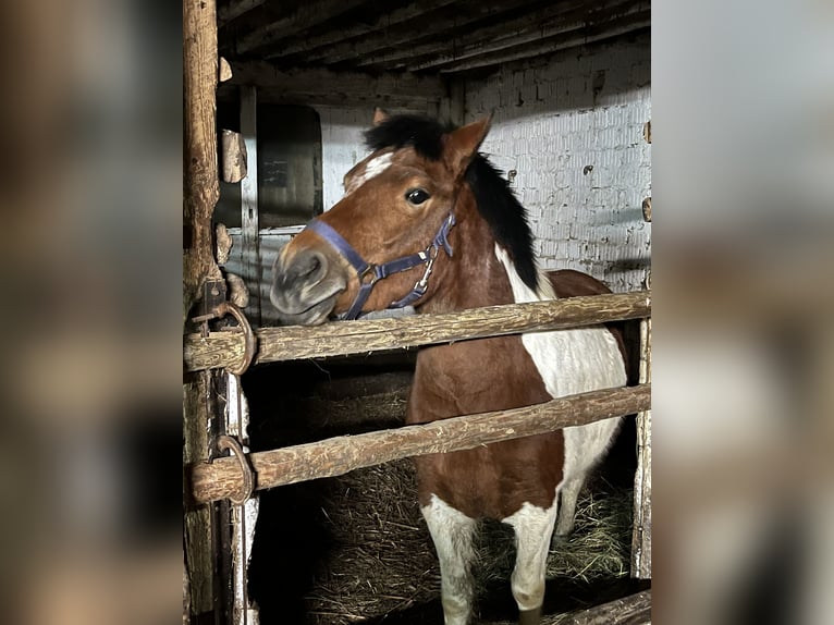 Pinto Horse Giumenta 5 Anni 133 cm Pezzato in Heuchelheim