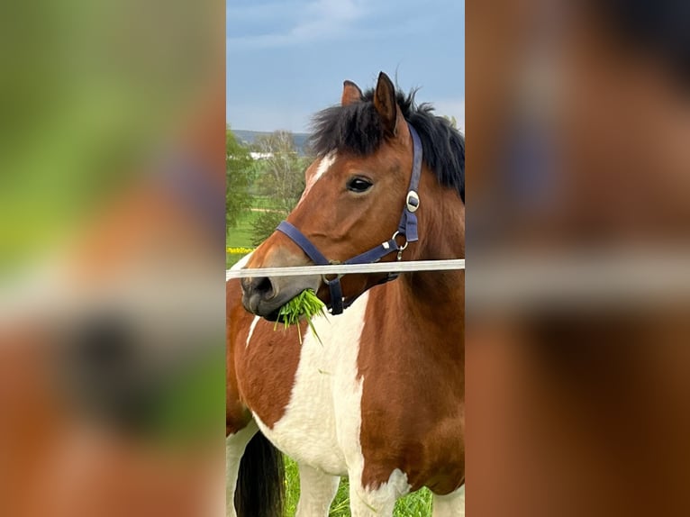 Pinto Horse Giumenta 5 Anni 133 cm Pezzato in Heuchelheim