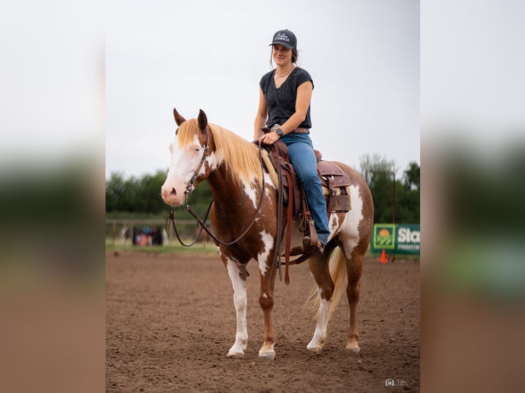 Pinto Horse Giumenta 5 Anni 137 cm Sauro ciliegia in Addison, TX