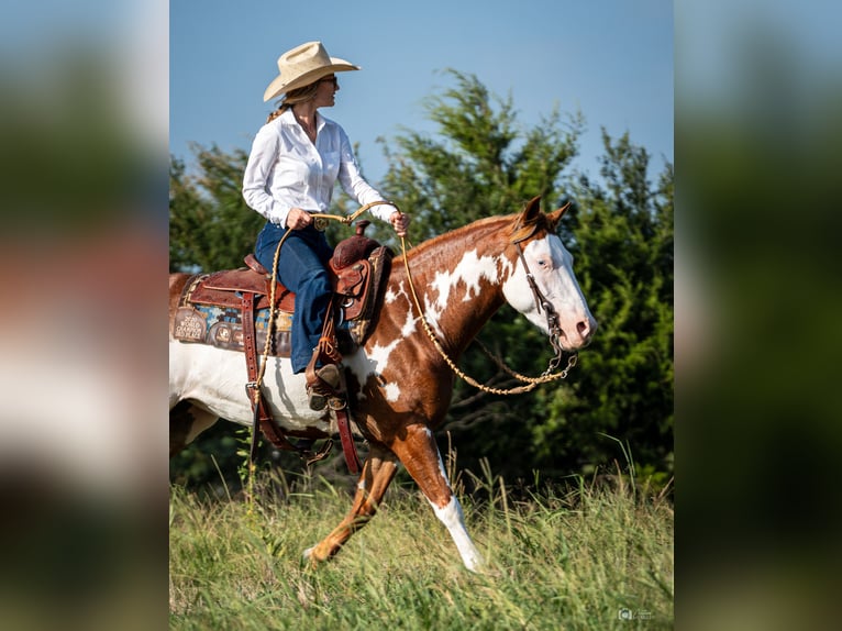 Pinto Horse Giumenta 5 Anni 137 cm Sauro ciliegia in Addison, TX