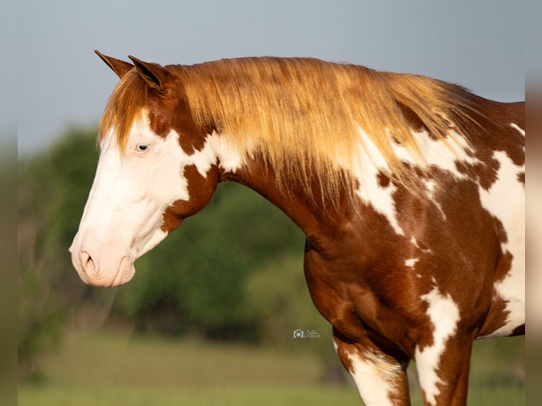 Pinto Horse Giumenta 5 Anni 137 cm Sauro ciliegia in Addison, TX