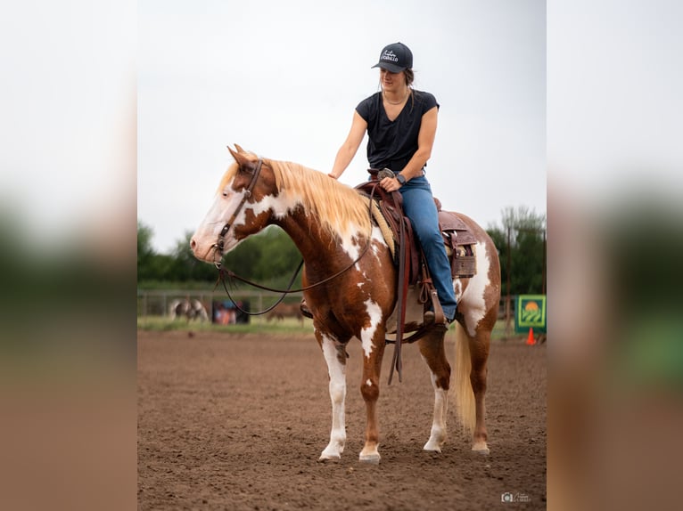 Pinto Horse Giumenta 5 Anni 137 cm Sauro ciliegia in Addison, TX