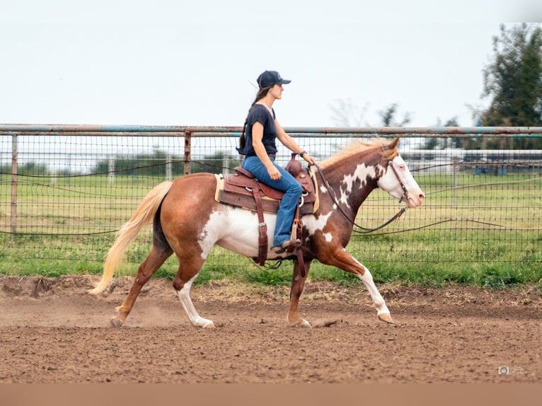 Pinto Horse Giumenta 5 Anni 137 cm Sauro ciliegia in Addison, TX