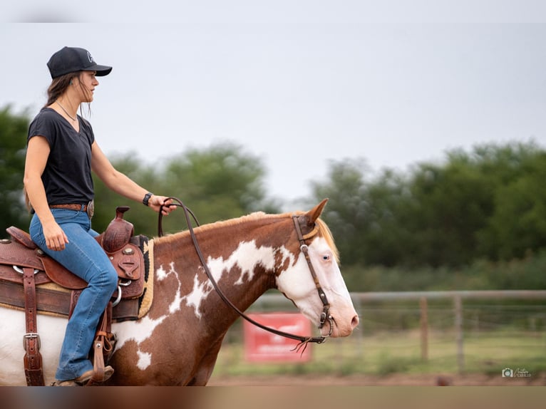 Pinto Horse Giumenta 5 Anni 137 cm Sauro ciliegia in Addison, TX