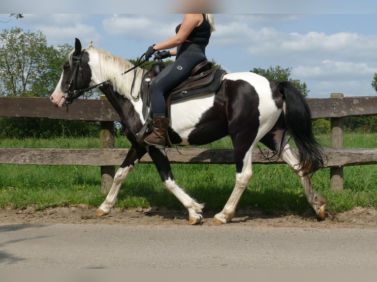 Pinto Horse Giumenta 5 Anni 144 cm Pezzato in Lathen