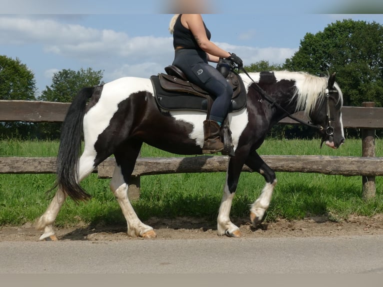 Pinto Horse Giumenta 5 Anni 144 cm Pezzato in Lathen