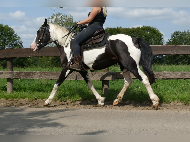 Pinto Horse Giumenta 5 Anni 144 cm Pezzato in Lathen