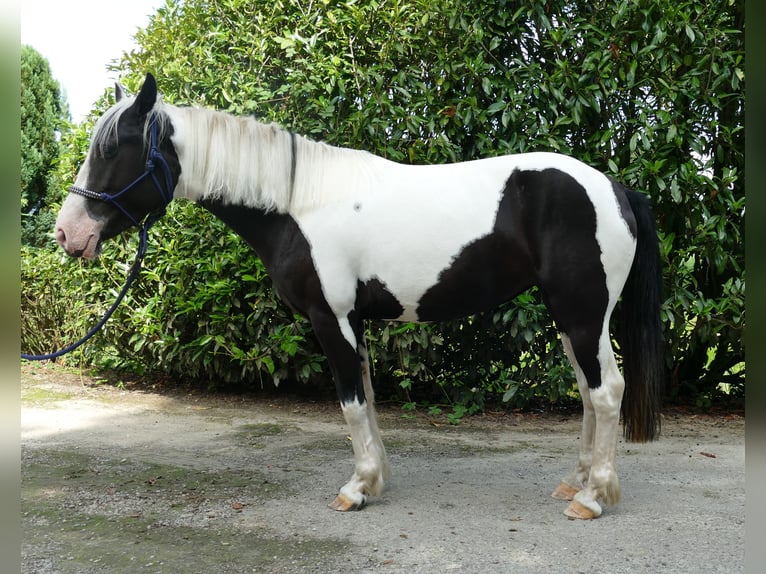 Pinto Horse Giumenta 5 Anni 144 cm Pezzato in Lathen