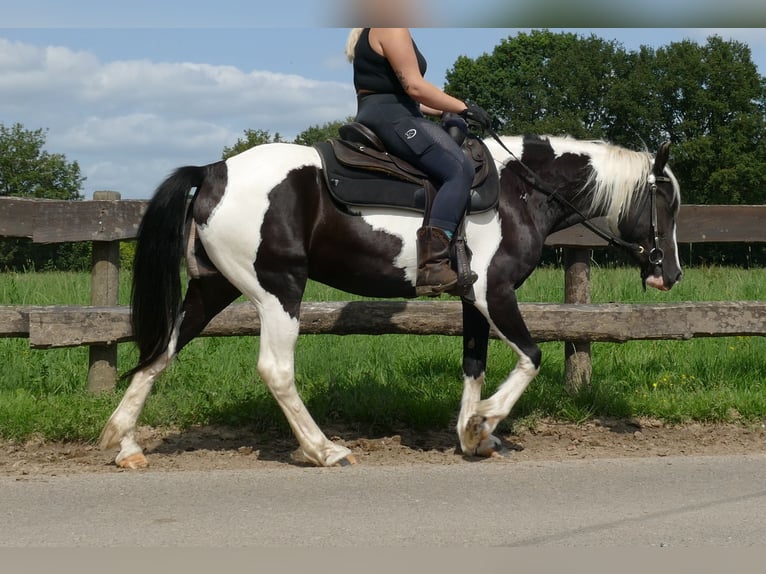 Pinto Horse Giumenta 5 Anni 144 cm Pezzato in Lathen