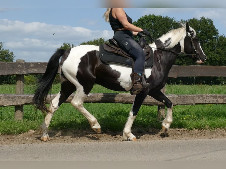 Pinto Horse Giumenta 5 Anni 144 cm Pezzato in Lathen