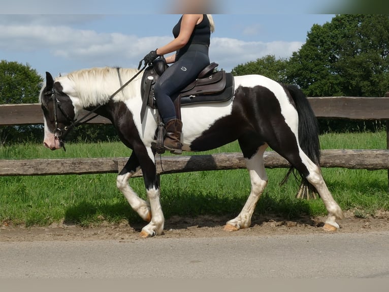 Pinto Horse Giumenta 5 Anni 144 cm Pezzato in Lathen