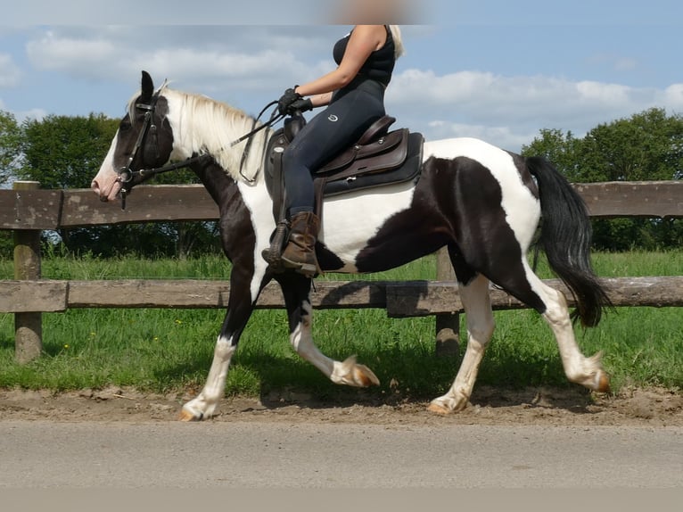 Pinto Horse Giumenta 5 Anni 144 cm Pezzato in Lathen