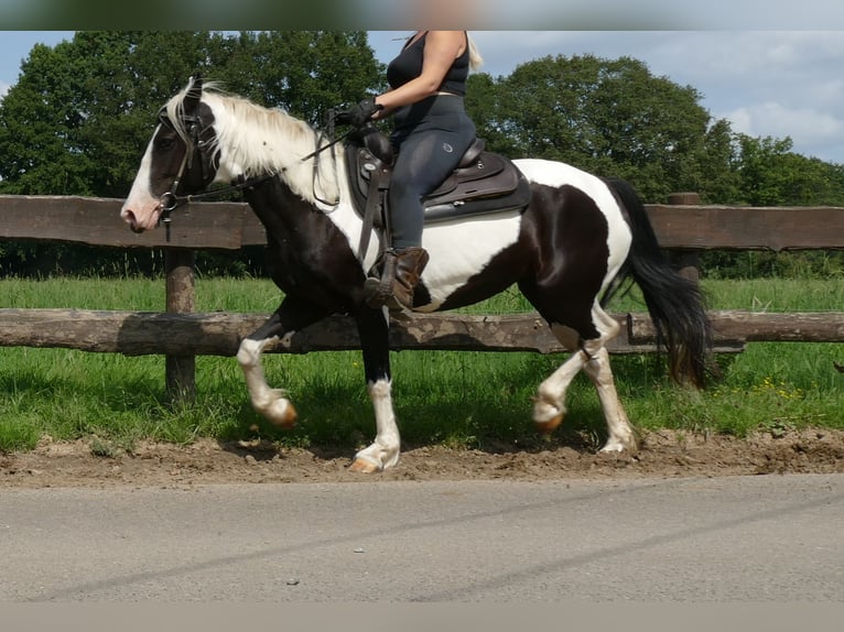 Pinto Horse Giumenta 5 Anni 144 cm Pezzato in Lathen