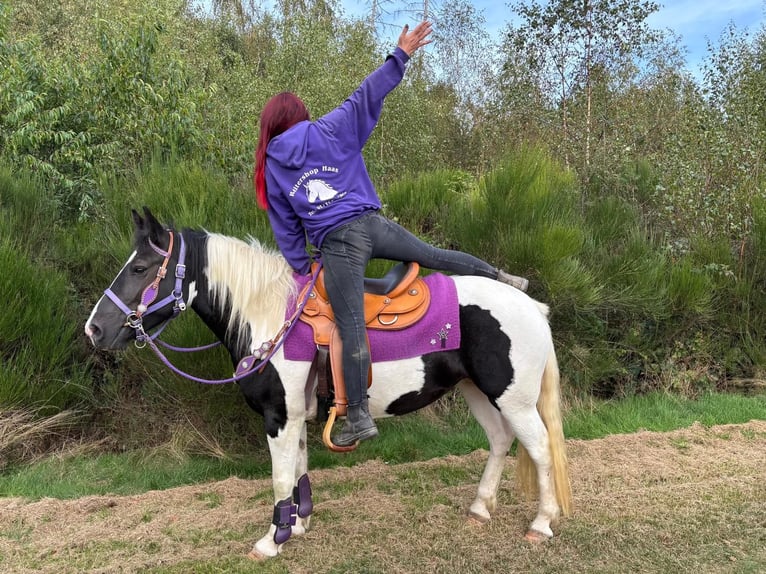Pinto Horse Giumenta 5 Anni 148 cm Pezzato in Linkenbach