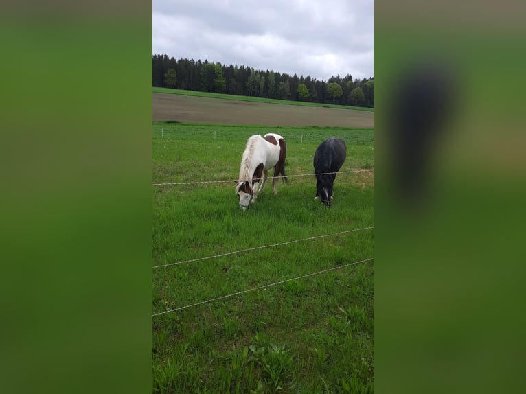 Pinto Horse Giumenta 5 Anni 150 cm Pezzato in Lauterhofen