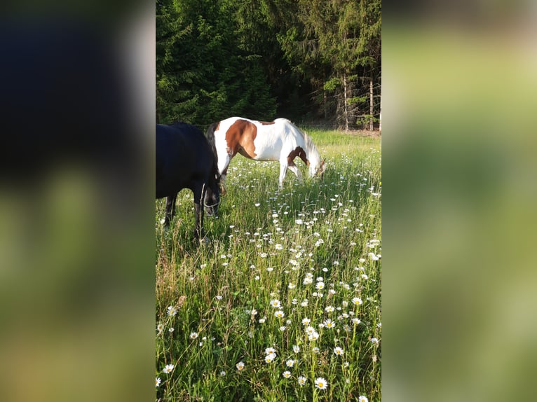 Pinto Horse Giumenta 5 Anni 150 cm Pezzato in Lauterhofen