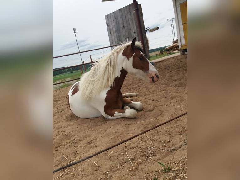 Pinto Horse Giumenta 5 Anni 150 cm Pezzato in Lauterhofen