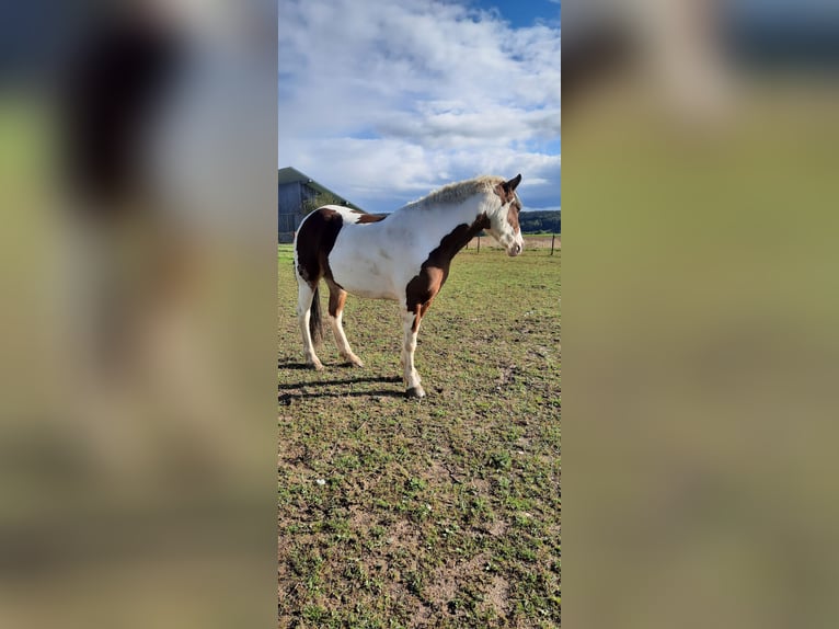 Pinto Horse Giumenta 5 Anni 150 cm Pezzato in Lauterhofen