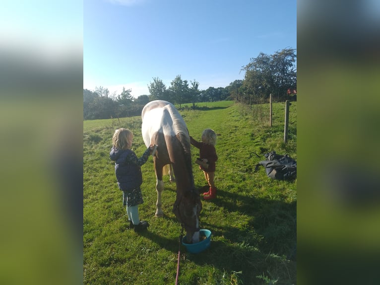 Pinto Horse Giumenta 5 Anni 153 cm Pezzato in Nienwohld