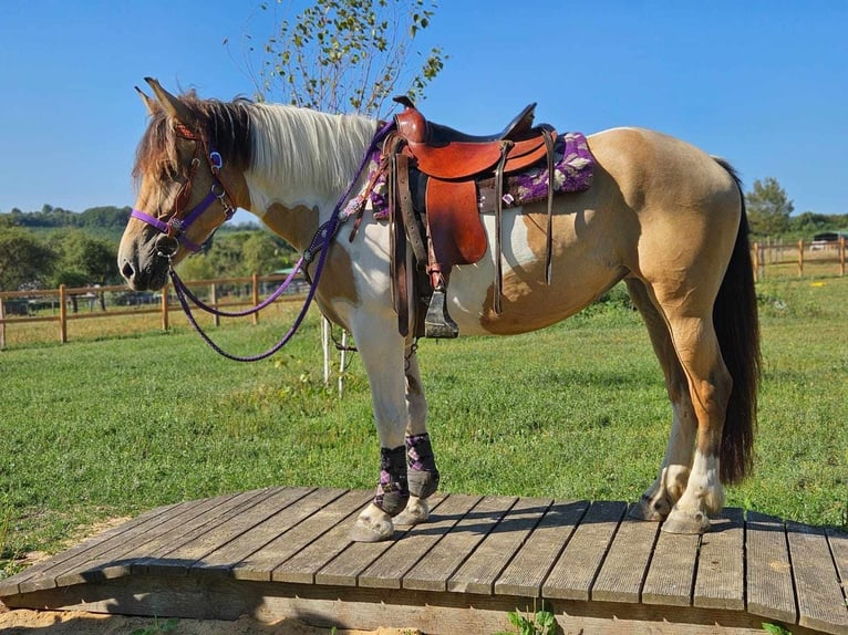 Pinto Horse Giumenta 5 Anni 154 cm Pezzato in Linkenbach