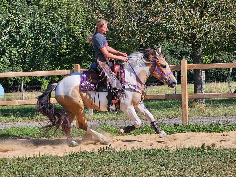 Pinto Horse Giumenta 5 Anni 154 cm Pezzato in Linkenbach