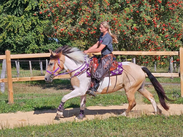 Pinto Horse Giumenta 5 Anni 154 cm Pezzato in Linkenbach