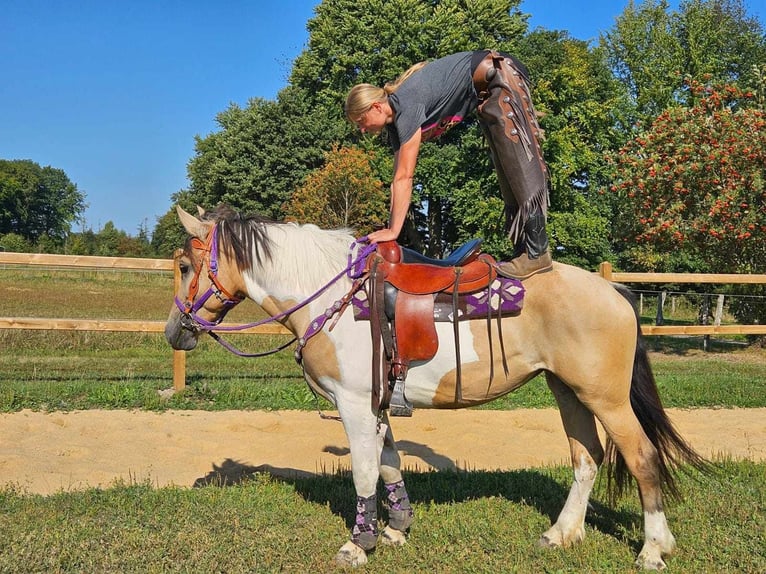 Pinto Horse Giumenta 5 Anni 154 cm Pezzato in Linkenbach