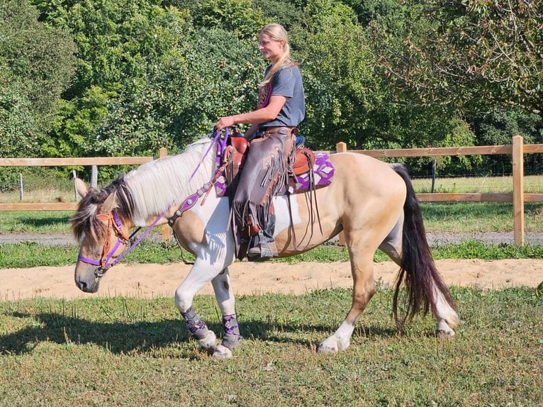 Pinto Horse Giumenta 5 Anni 154 cm Pezzato in Linkenbach