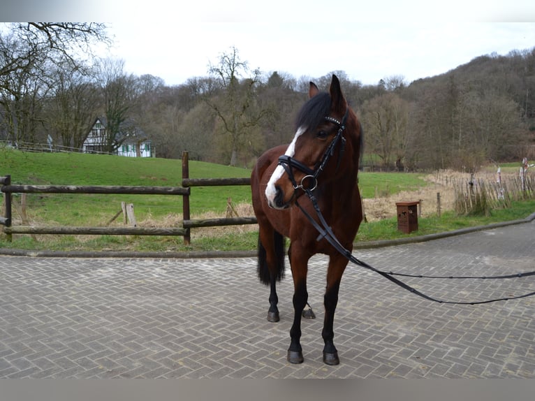 Pinto Horse Mix Giumenta 5 Anni 155 cm Baio in Solingen