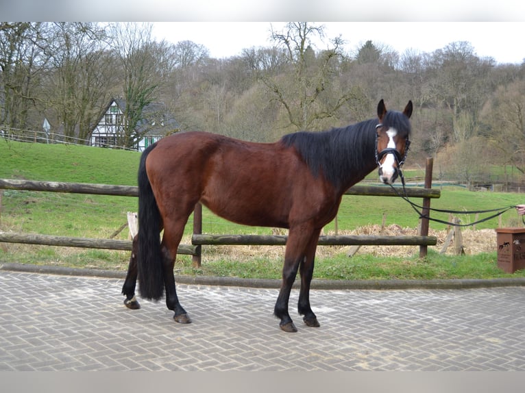 Pinto Horse Mix Giumenta 5 Anni 155 cm Baio in Solingen