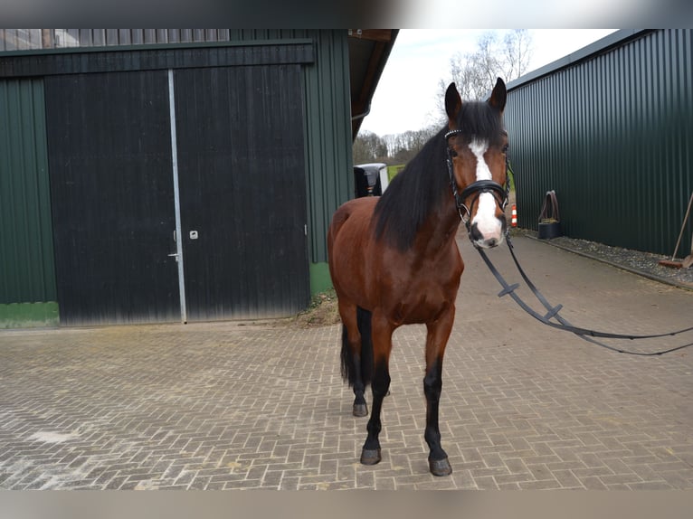 Pinto Horse Mix Giumenta 5 Anni 155 cm Baio in Solingen