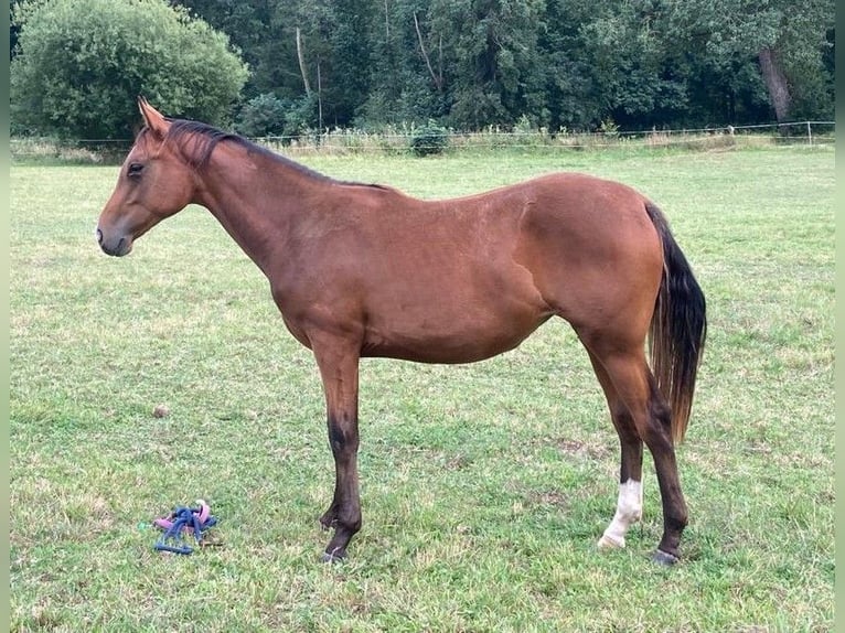 Pinto Horse Giumenta 5 Anni 155 cm Baio in Schieder-Schwalenberg