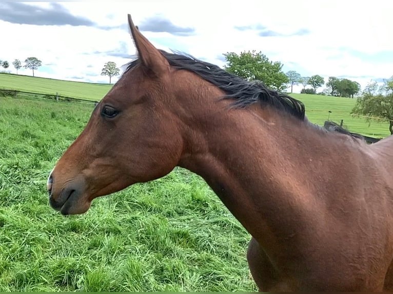 Pinto Horse Giumenta 5 Anni 155 cm Baio in Schieder-Schwalenberg