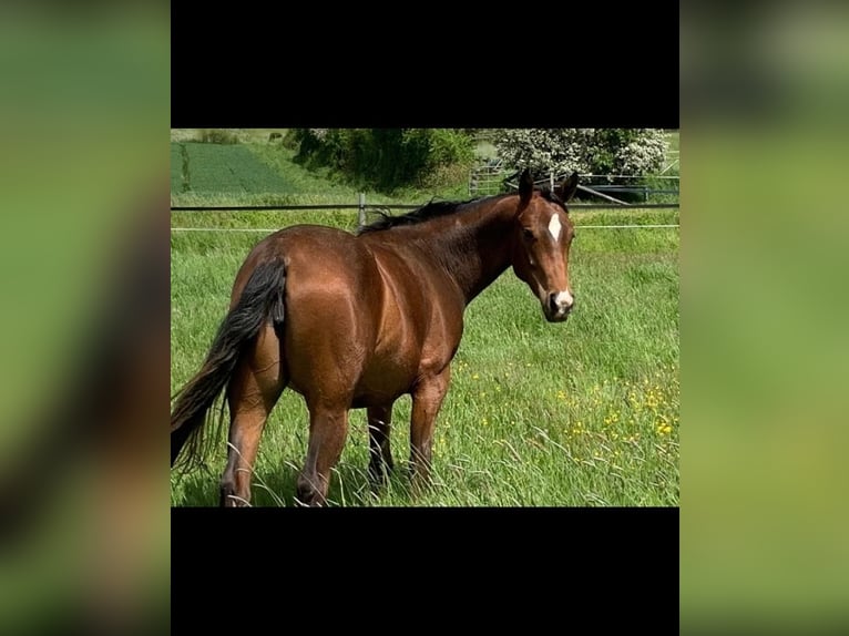 Pinto Horse Giumenta 5 Anni 155 cm Baio in Schieder-Schwalenberg