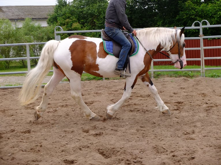 Pinto Horse Mix Giumenta 5 Anni 155 cm Pezzato in Buttstädt