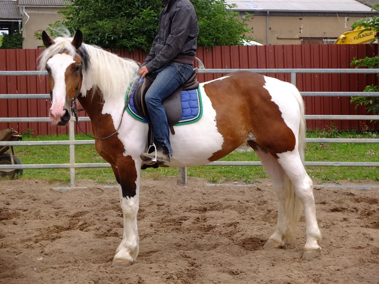 Pinto Horse Mix Giumenta 5 Anni 155 cm Pezzato in Buttstädt