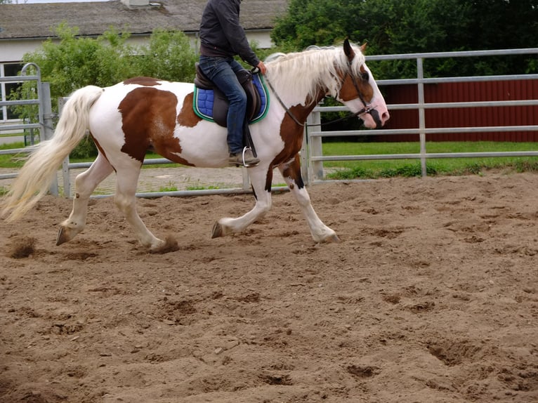 Pinto Horse Mix Giumenta 5 Anni 155 cm Pezzato in Buttstädt