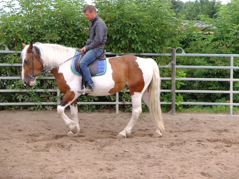 Pinto Horse Mix Giumenta 5 Anni 155 cm Pezzato in Buttstädt