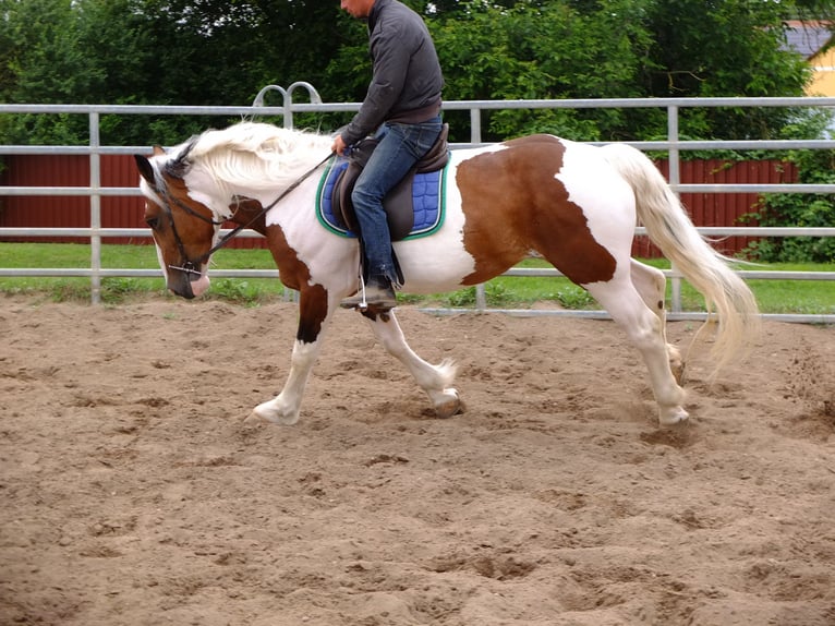 Pinto Horse Mix Giumenta 5 Anni 155 cm Pezzato in Buttstädt